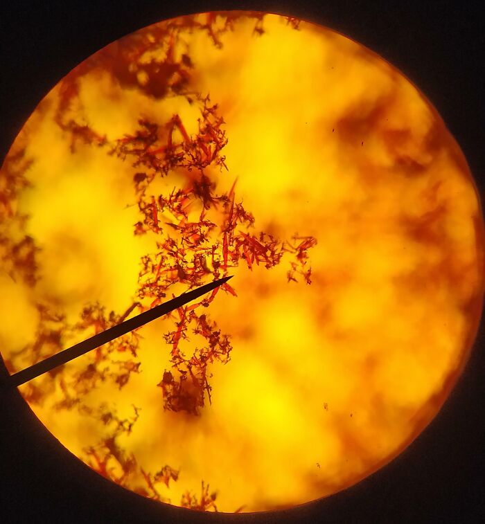 Silver Dichromate Crystals Under The Microscope 