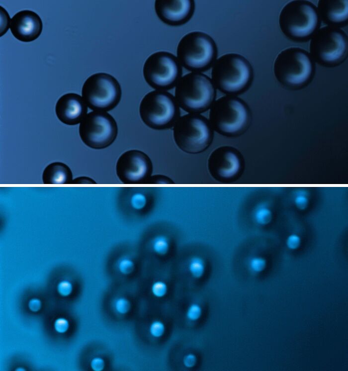 Check Out The Perfect Geometry Of These Hydrate Resins Under Microscope