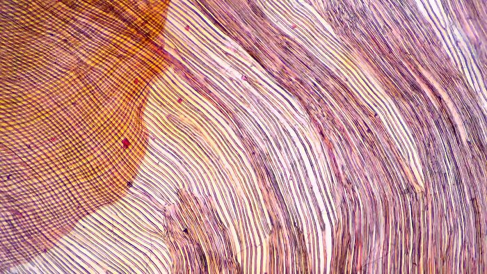 Winged Seed Under Microscope