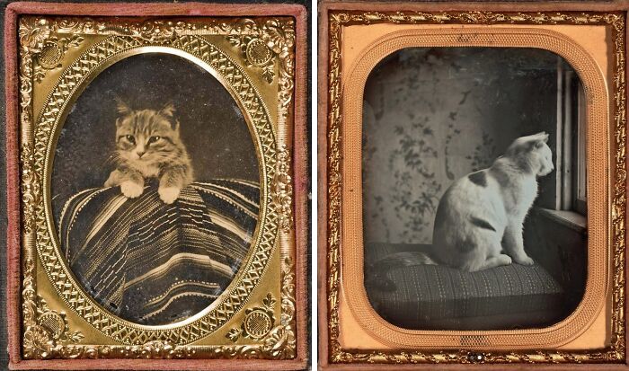 Two Victorian era photos of cats, one lying on striped fabric and the other sitting by a window on a cushion.