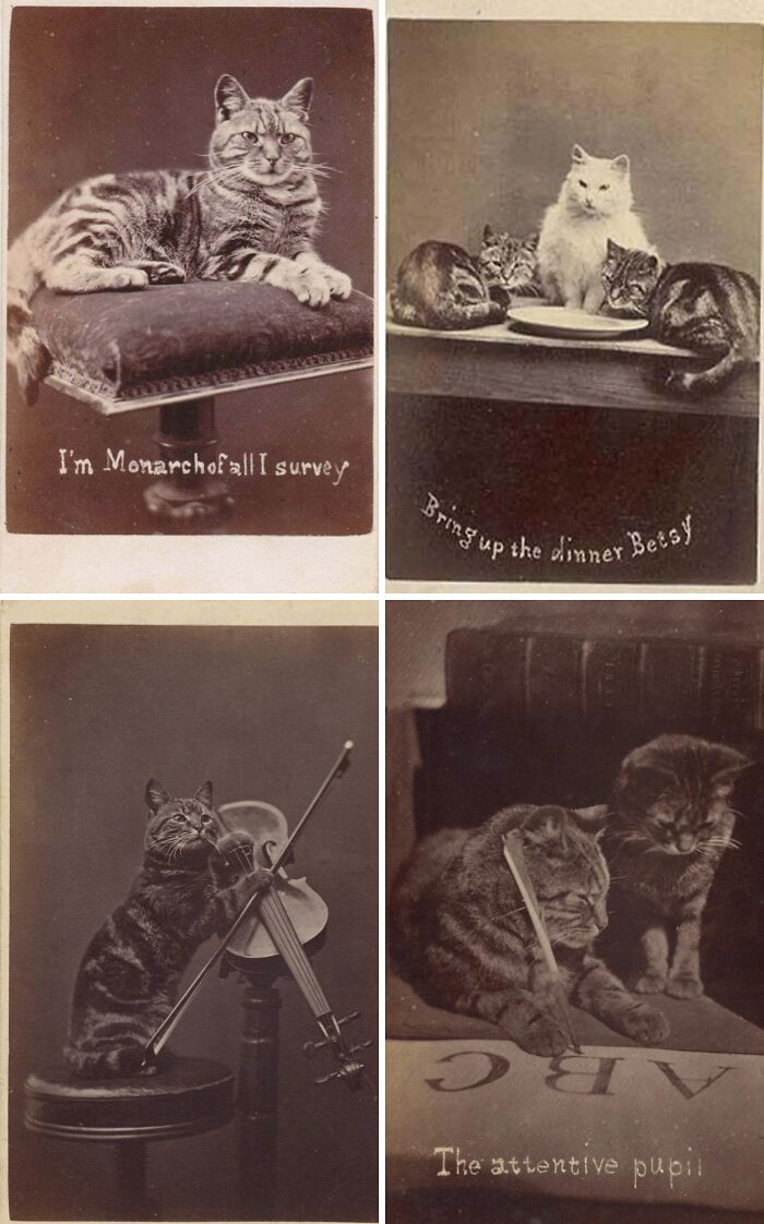 Victorian era photos show cats posed humorously with props, reflecting unique and charming photography of the period.