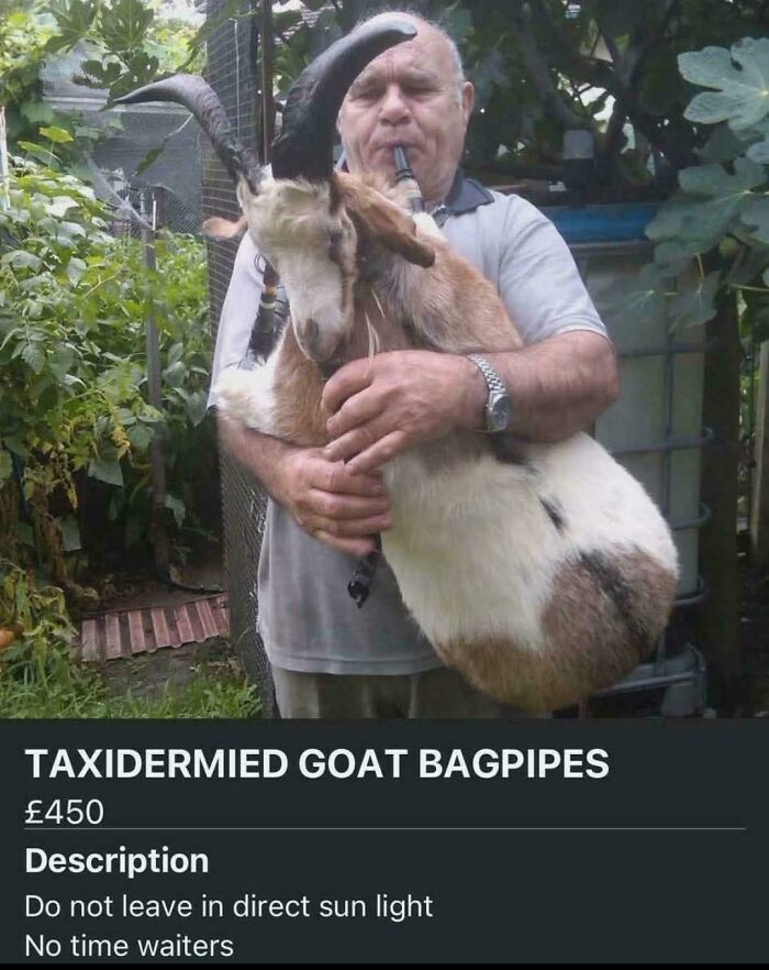Man holding bizarre taxidermied goat bagpipes for sale in unusual online listings of strange items.