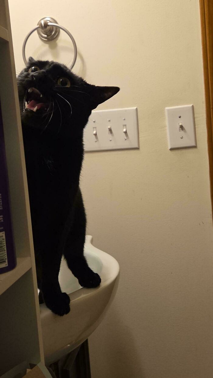 Black cat meowing loudly while standing on a bathroom sink