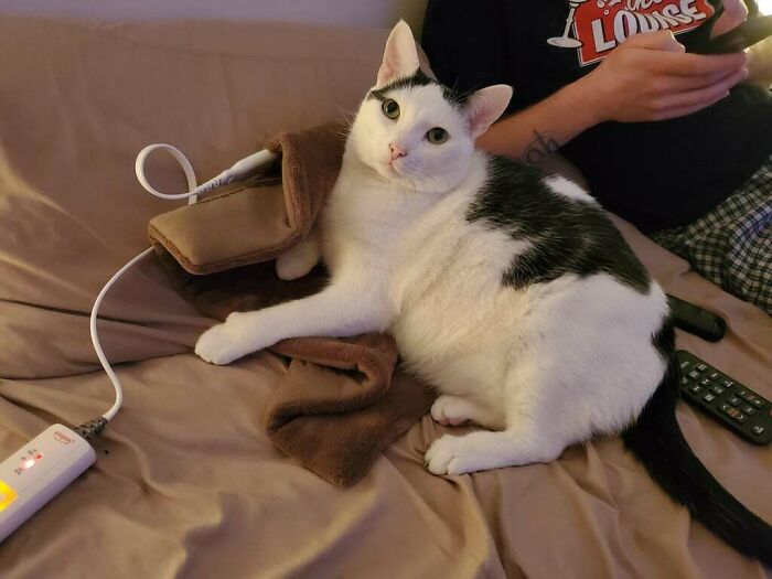A white and black cat lying on a heating pad on a couch, showcasing adorable animals being thieves in a cozy setting.