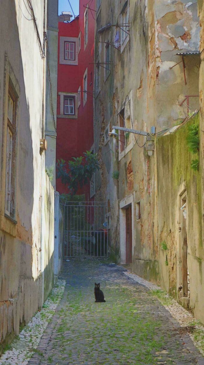 Black cat sitting in a narrow European alleyway capturing an Accidental Renaissance aesthetic