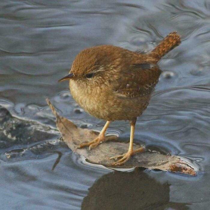 Uplifting post featuring a small bird perched on a leaf in water, showcasing a delicate moment in nature.