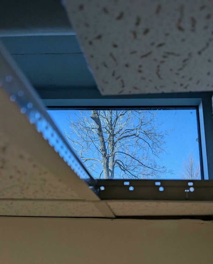 View through a broken office ceiling tile showing a tree outside, highlighting unusual workplace conditions.
