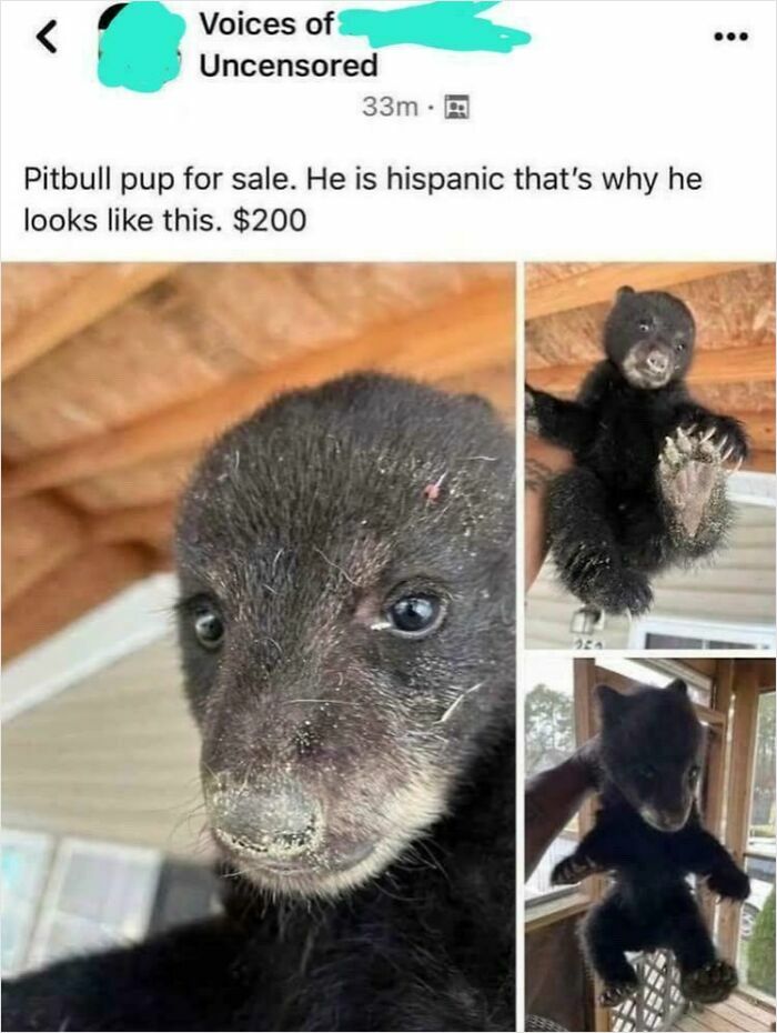 Baby bear mistakenly listed as pitbull pup for sale in bizarre online listings showing unusual items being sold.
