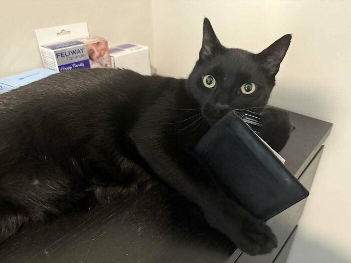 Black cat clutching a wallet with wide eyes, showcasing adorable animals being thieves in a playful moment.
