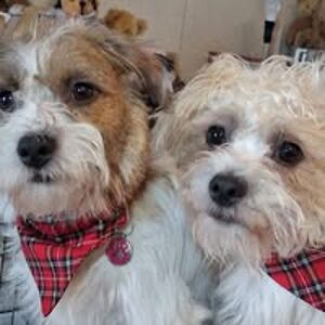 elayne_holmes avatar