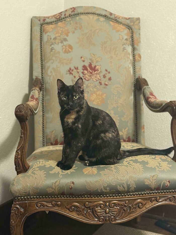 A tortoiseshell cat sitting regally on an antique chair, posing in an Accidental Renaissance style.