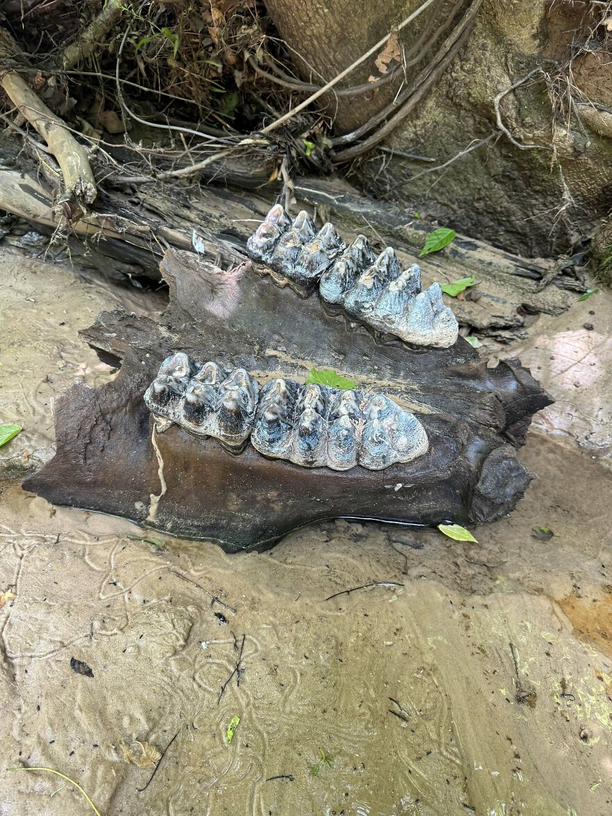 Fossilized jawbone with teeth found near tree roots on sandy ground, showcasing interesting fossils in natural setting.