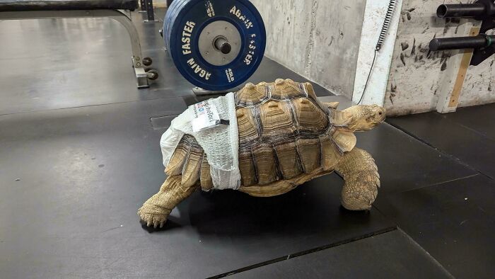 Tortoise wearing a diaper on gym floor near weight plates, showing unusual gym moment and Darwin award contender.