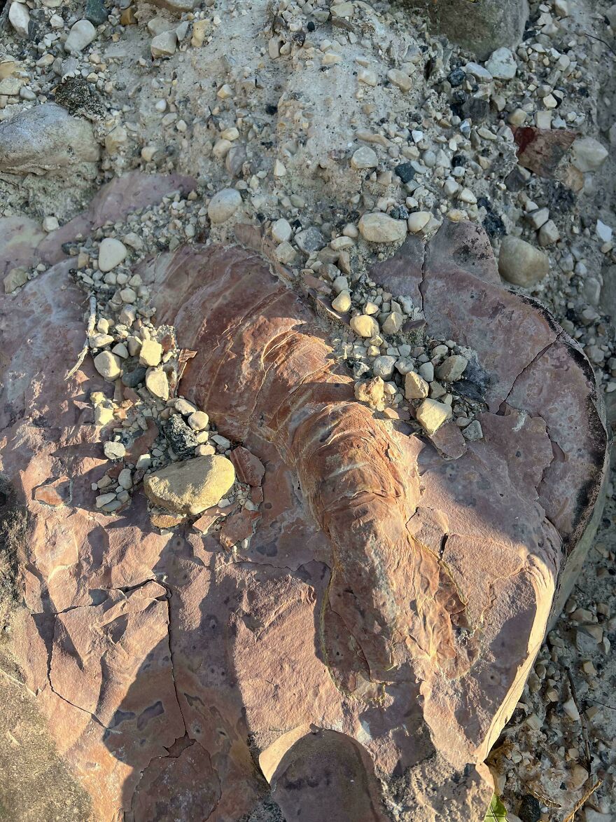 Fossil embedded in sediment with surrounding stones, showcasing details of an ancient preserved specimen.