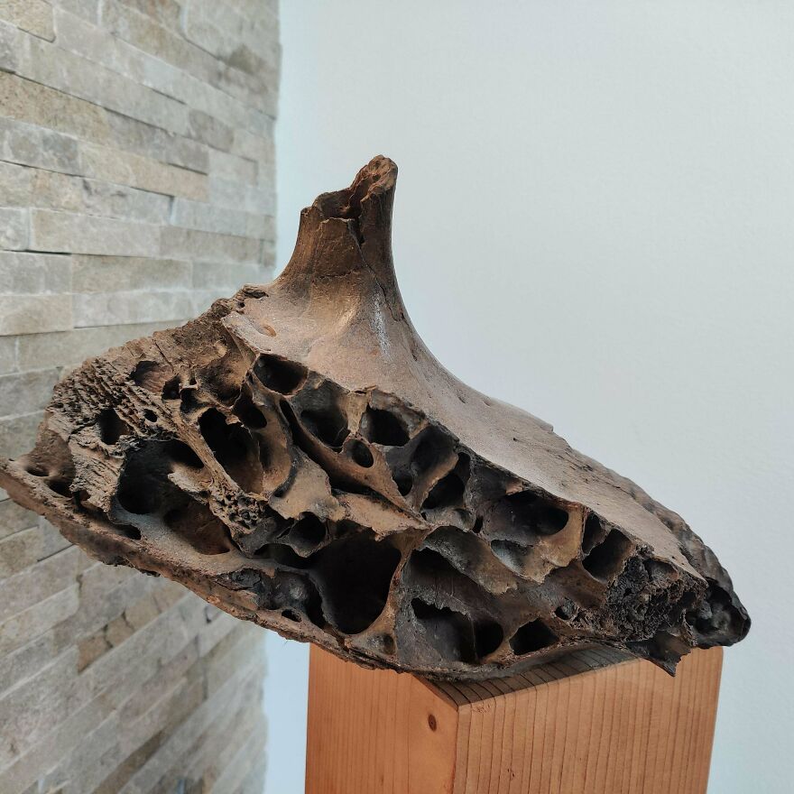 Fossil with intricate natural cavities displayed on a wooden stand against a stone and white wall background.