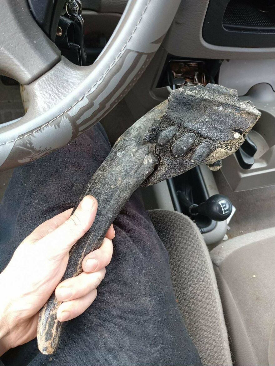 Hand holding an interesting fossil resembling a large claw inside a vehicle near the steering wheel and gear shift.