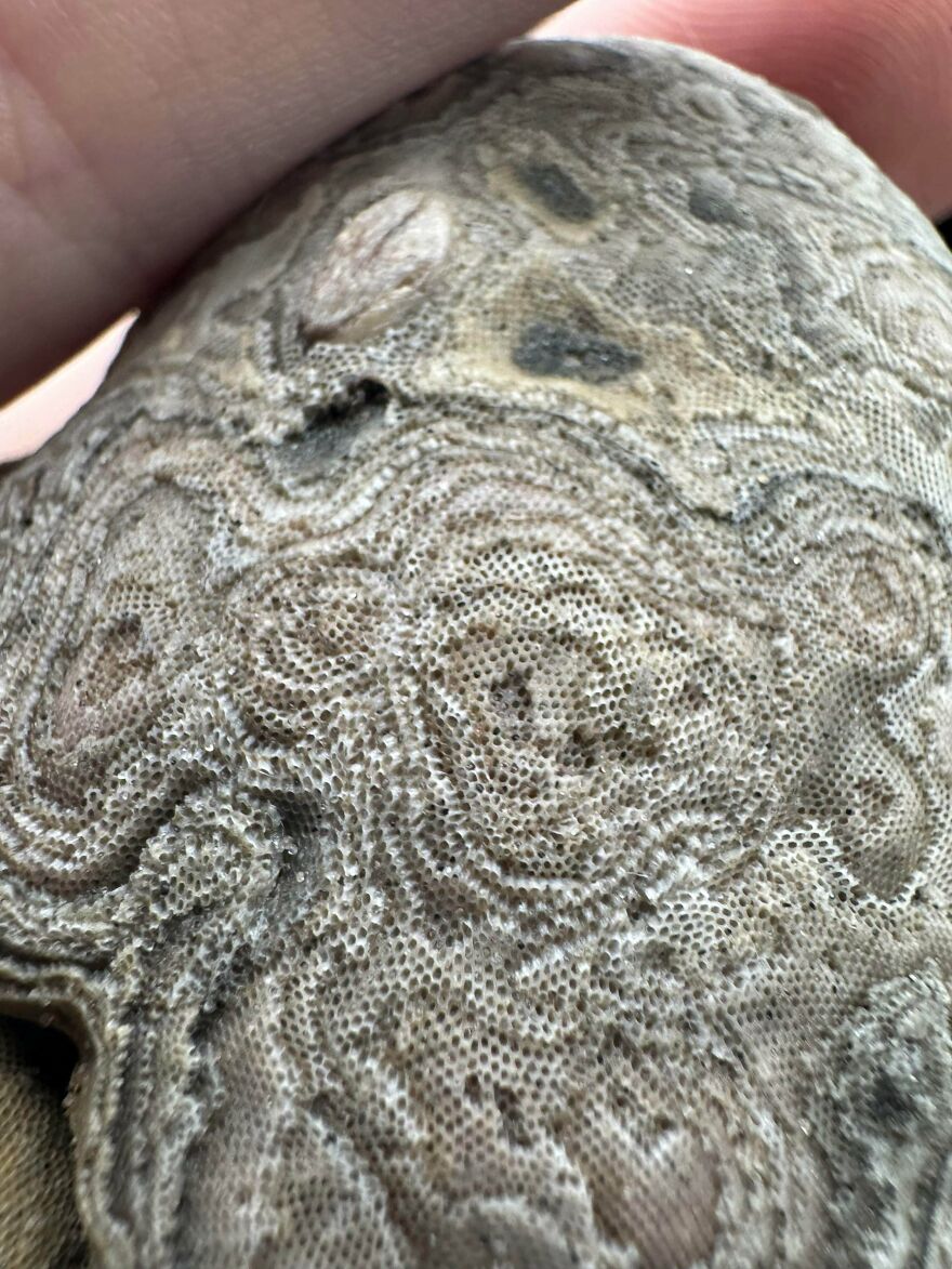 Close-up of an ancient fossil showing intricate patterns and textures, highlighting interesting fossils in human hands.