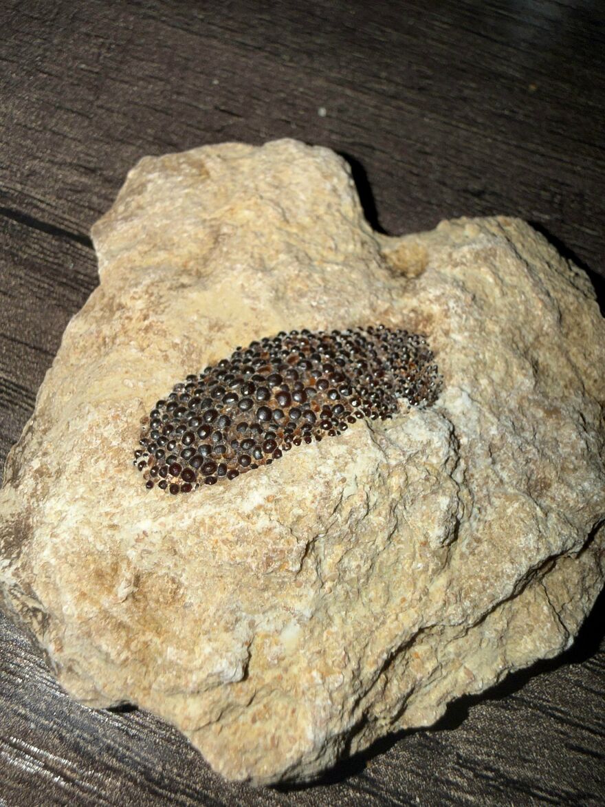 Fossil embedded in a rough beige rock showing detailed textured pattern, an example of interesting fossils collection.
