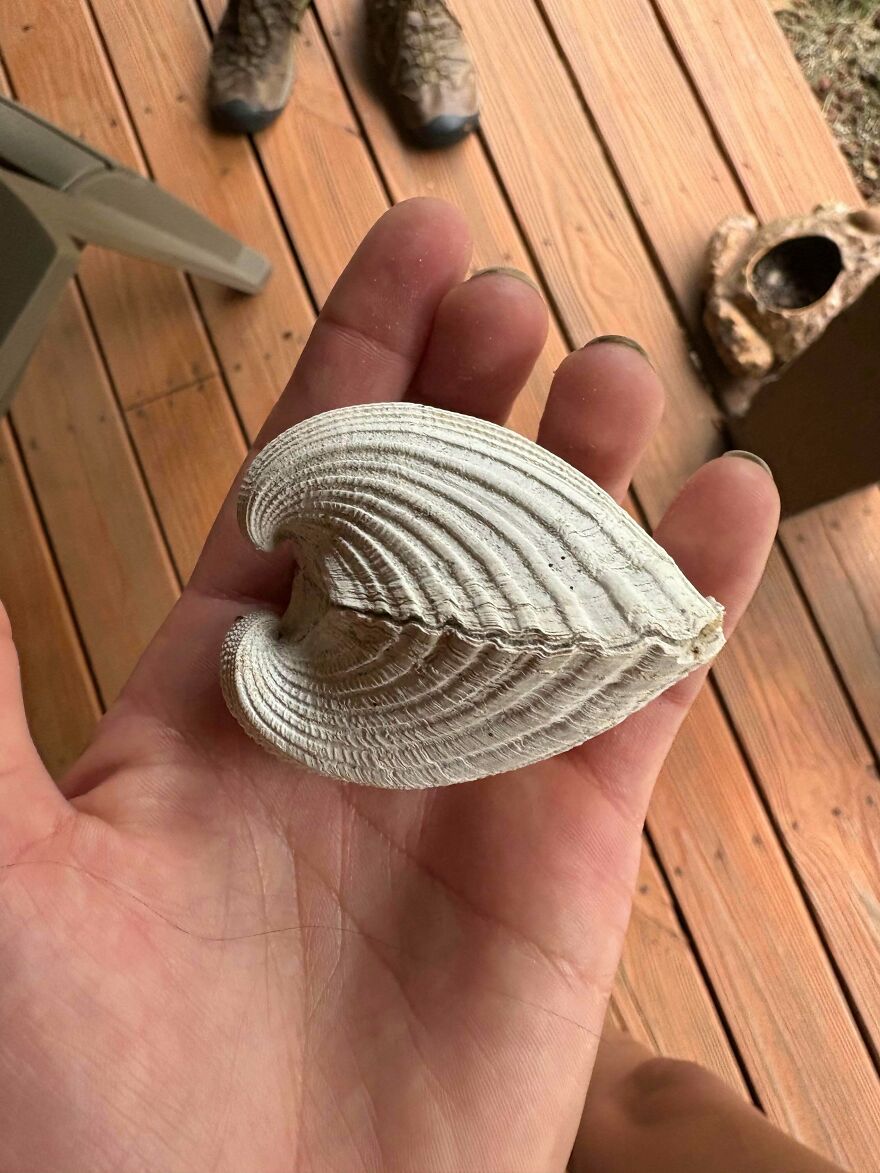 Hand holding an interesting fossil with detailed ridges on a wooden floor background, showcasing fossil textures.