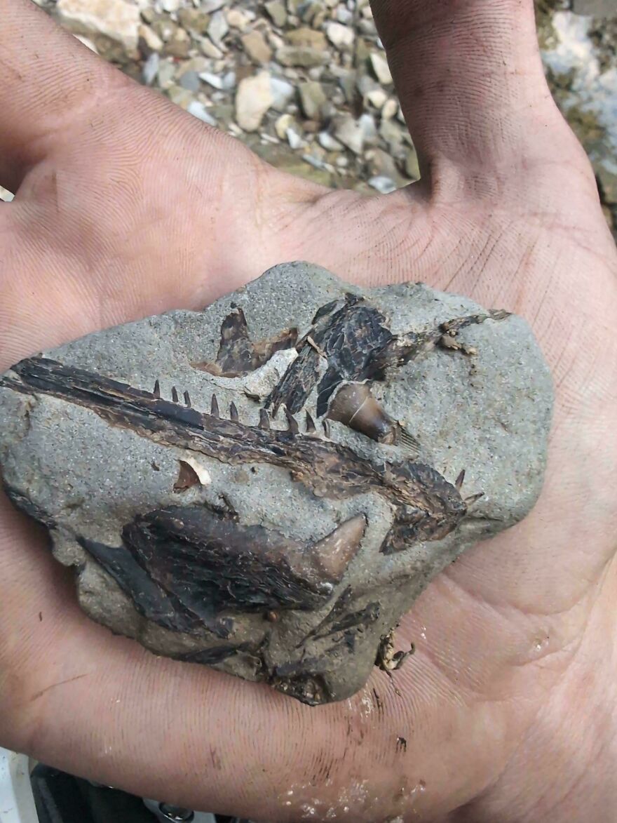 Hand holding a rock with an interesting fossil embedded, showcasing ancient remains and fossil details.
