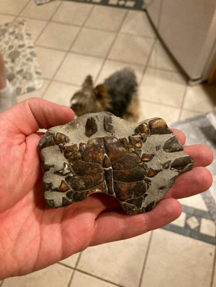 Hand holding a crab fossil embedded in stone, showcasing an interesting fossil detail indoors on tiled floor.