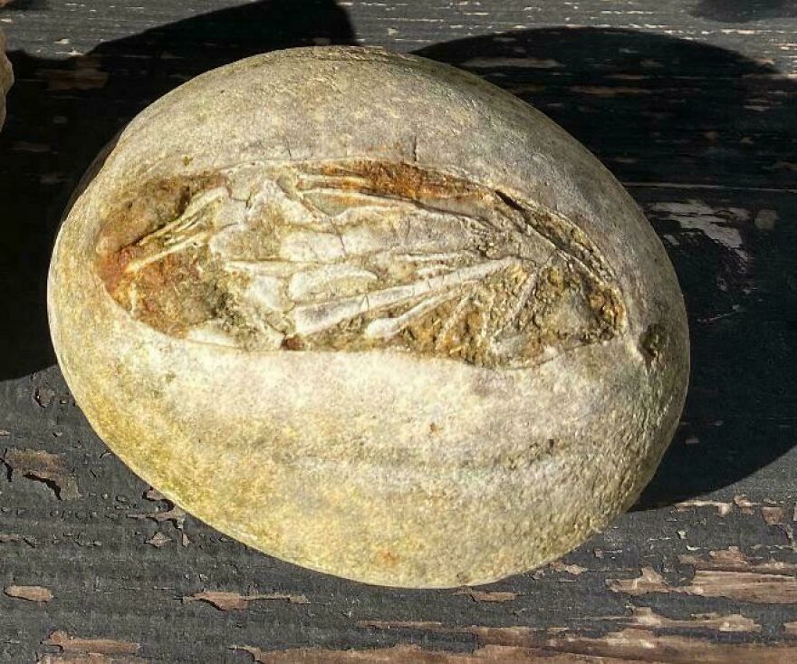 Fossil embedded in a stone resembling an ancient insect or small creature, highlighting interesting fossils detail.