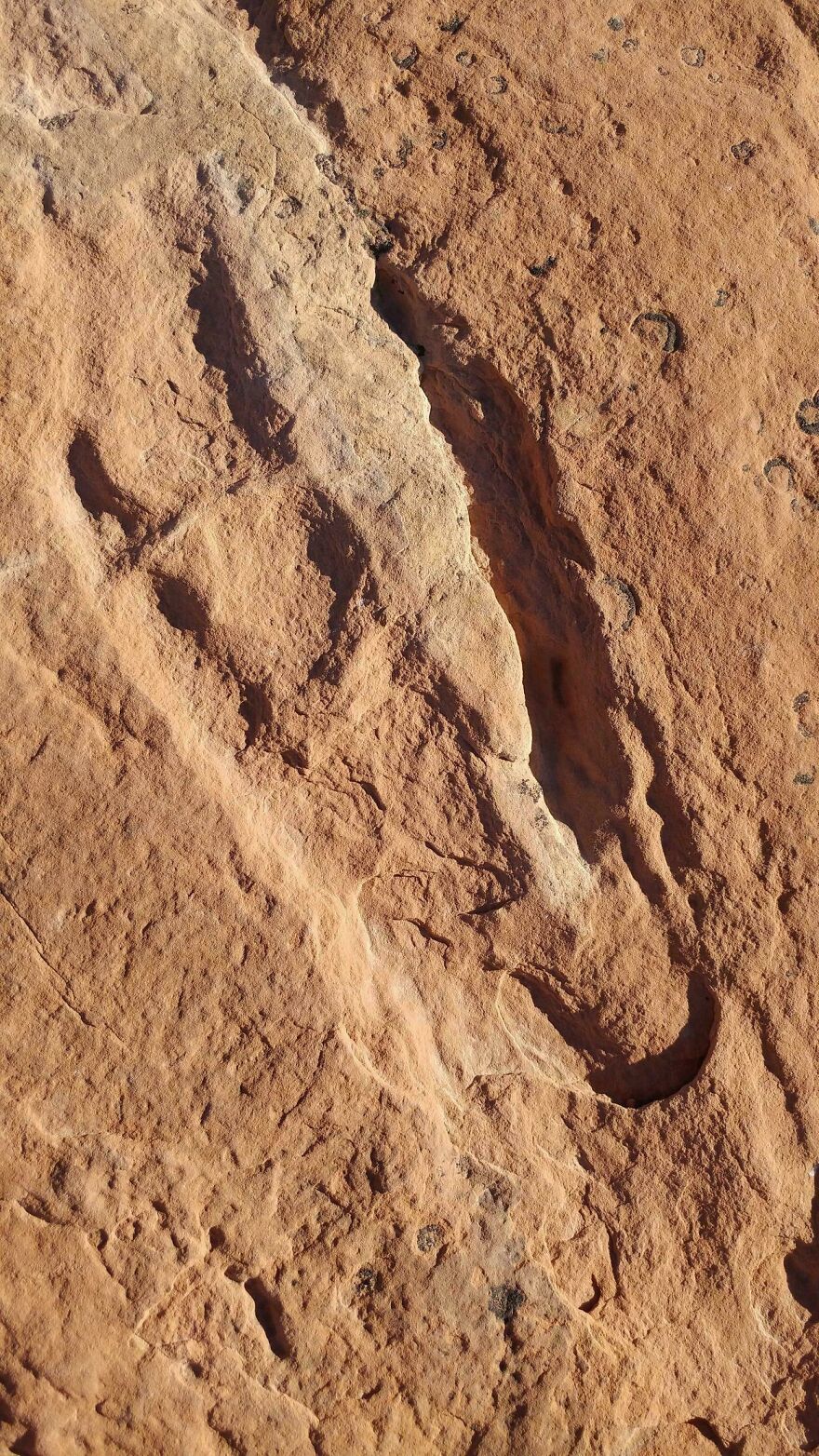 Dinosaur fossil footprint preserved in reddish rock showcasing one of the interesting fossils found worldwide.