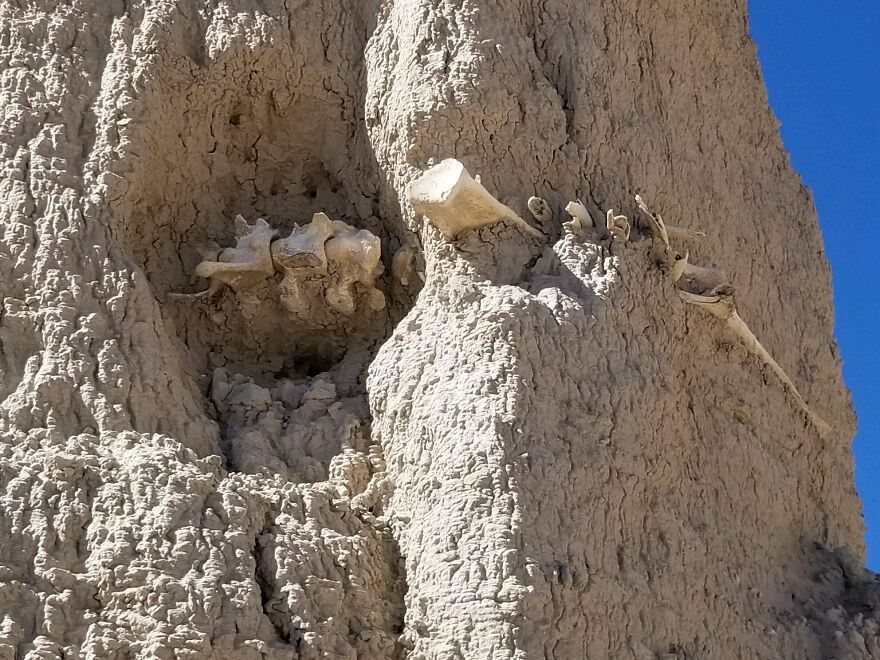 Fossilized bones embedded in a rocky cliff under a clear blue sky, showcasing interesting fossils in nature.