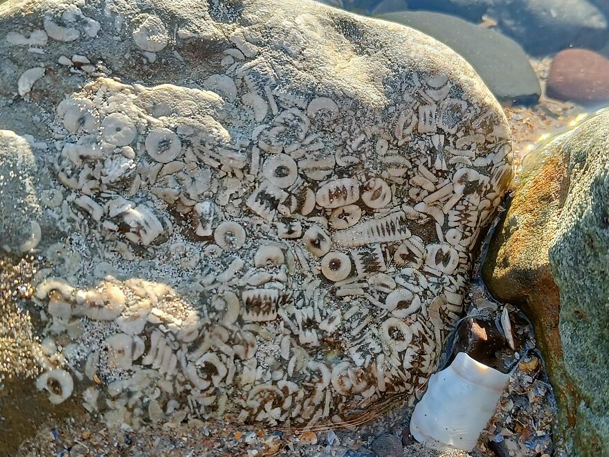 Fossil-rich rock covered with detailed ancient sea creature imprints along a sandy shoreline in natural light.