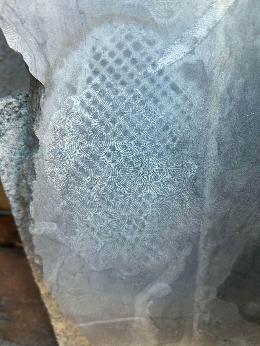 Close-up of an interesting fossil embedded in stone showing detailed radial patterns and textures.