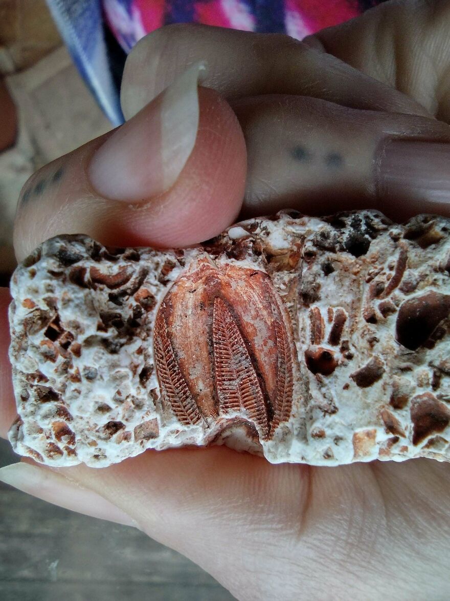 Hand holding an interesting fossil embedded in porous rock, showcasing fine details and texture of ancient life.
