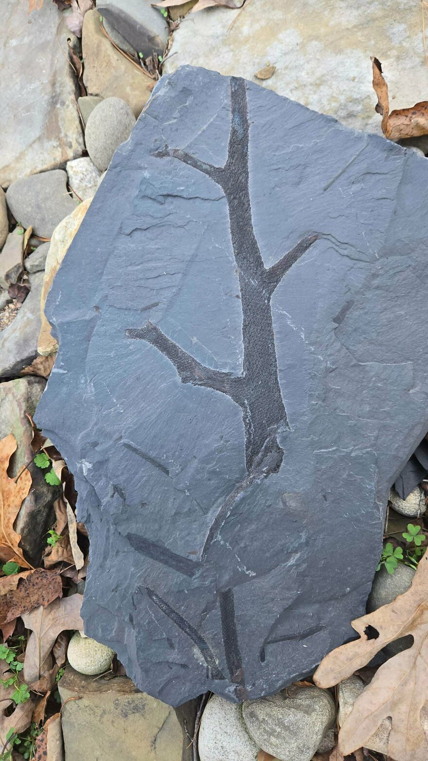 Fossilized plant imprint on dark sedimentary rock surrounded by stones and dry leaves in outdoor setting.