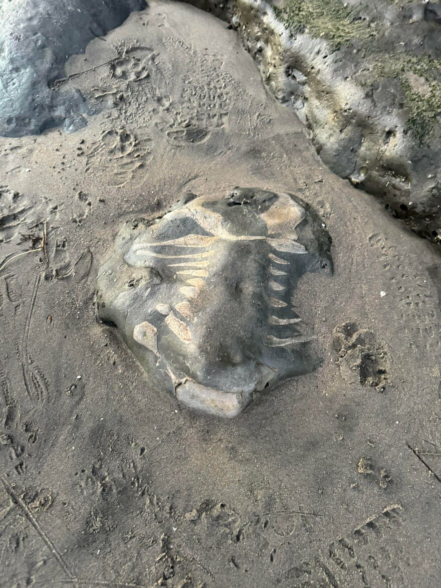 Fossil embedded in rock surface showing detailed shell and skeletal patterns in natural outdoor setting.