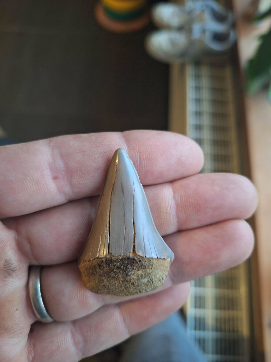 Hand holding a large fossilized tooth with visible cracks and textured base, showcasing interesting fossils details.