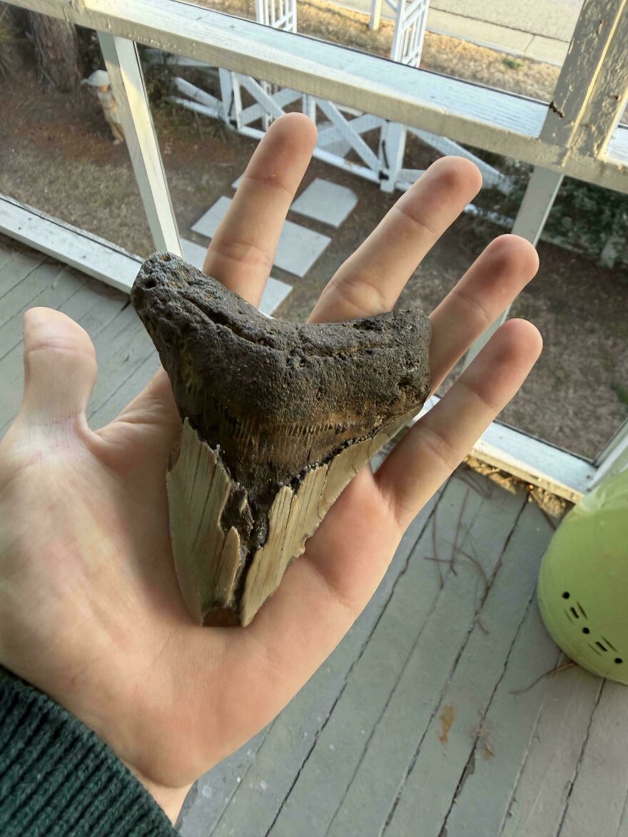 Hand holding a large fossilized shark tooth, showcasing an interesting fossil with detailed texture and edges.