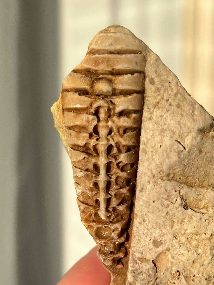 Close-up of an interesting fossil showing detailed segmented structure embedded in beige rock.