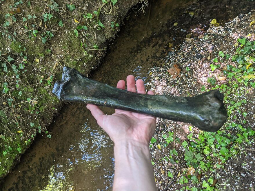 Hand holding a large fossilized bone near a small creek surrounded by green plants and natural soil.