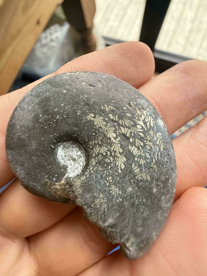 Hand holding an ancient fossil with intricate patterns, showcasing one of the most interesting fossils discovered.