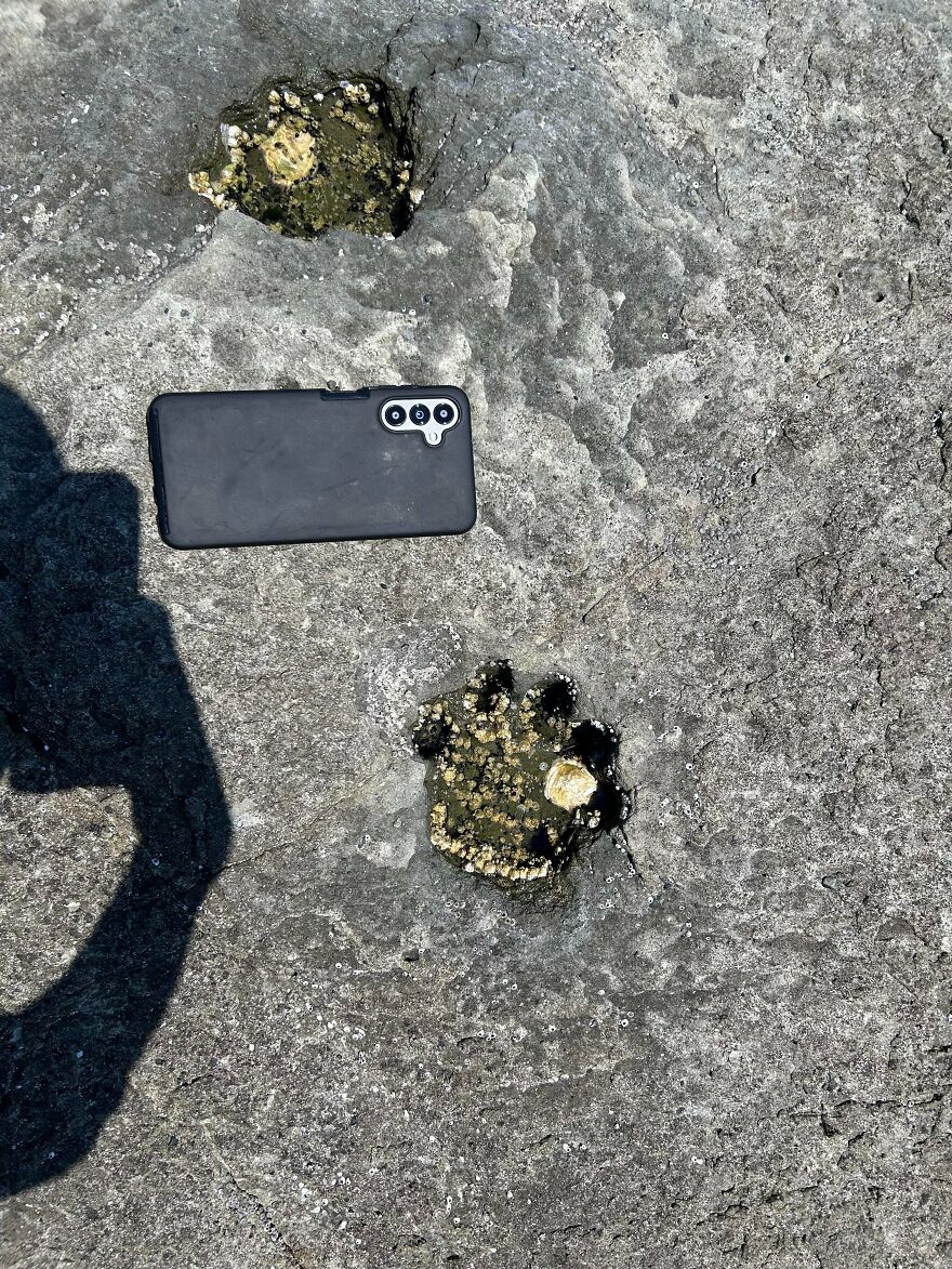 Phone placed next to interesting fossils embedded in rock surface, showing size and texture of the fossils.