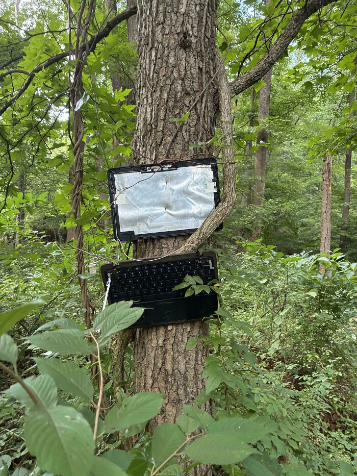 Laptop with broken screen and keyboard stuck in a tree trunk surrounded by green forest, creepy and weird scene.