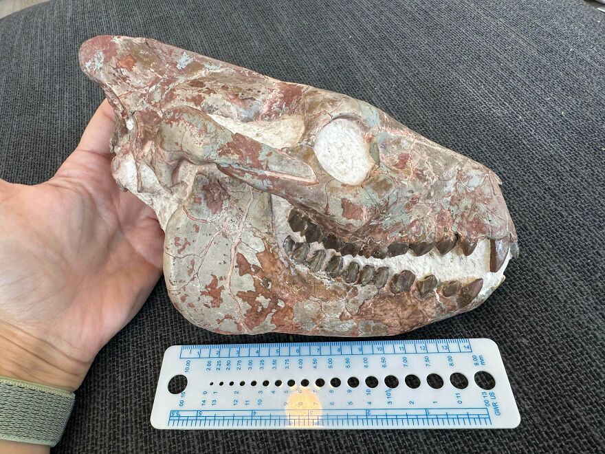 Hand holding an interesting fossil skull with visible teeth and ruler for scale, showcasing fossil details and texture.