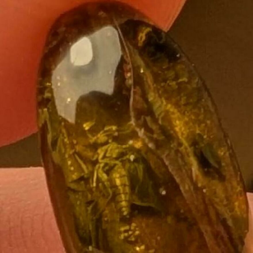 Close-up of an interesting fossil trapped in amber showcasing detailed preserved features and textures.