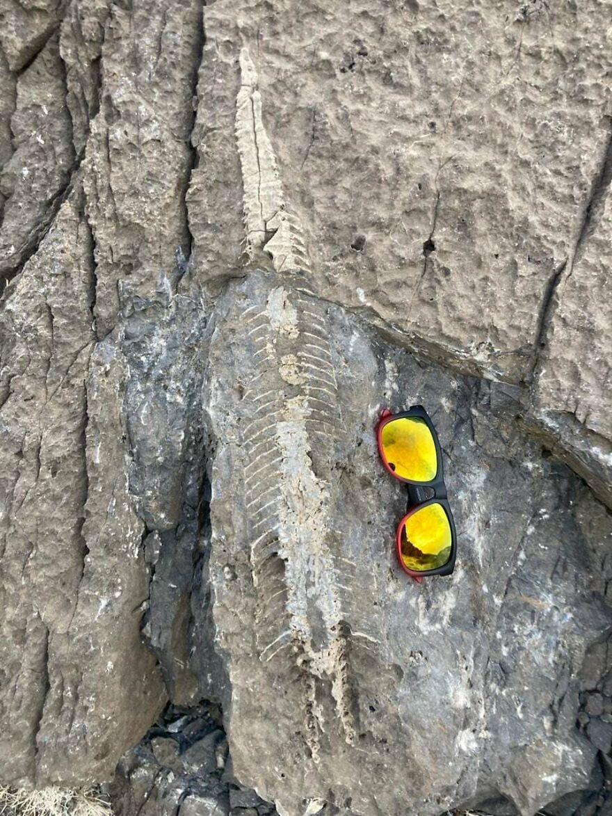 Fossil embedded in textured rock surface with reflective sunglasses placed nearby for size reference.