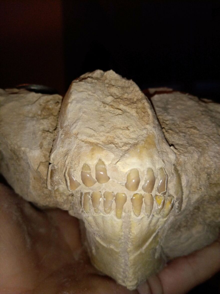 Fossilized jawbone with teeth held in hand, showcasing an interesting fossil with detailed bone structure.