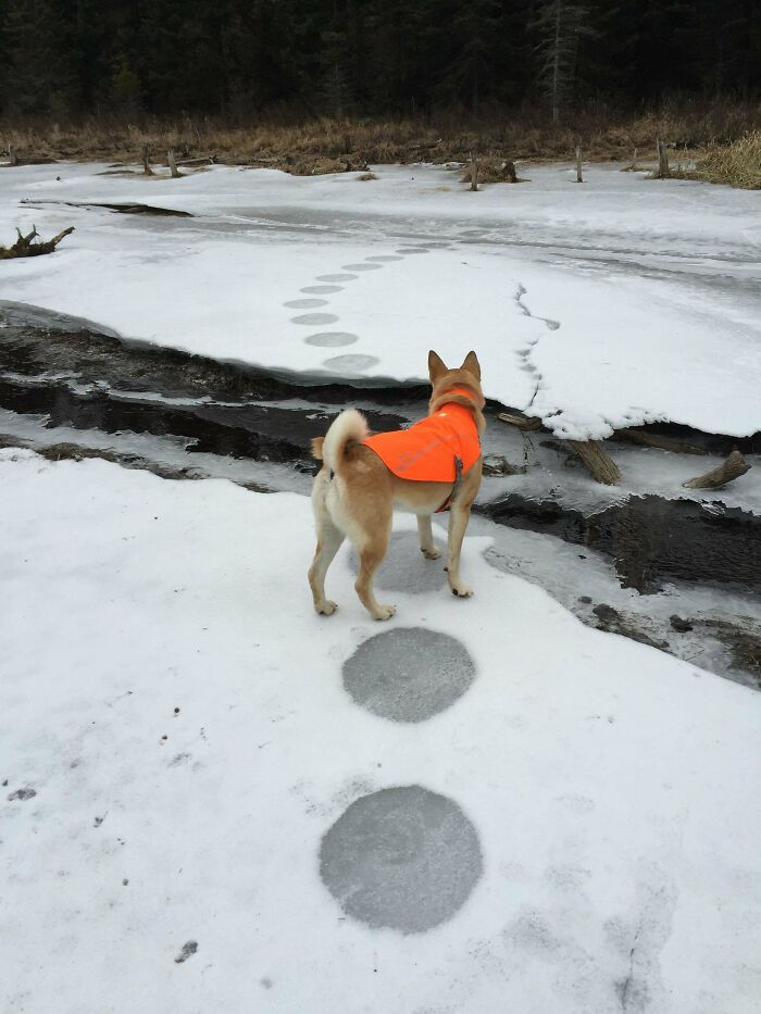Dog in an orange vest standing on frozen lake with strange, creepy footprints appearing on the ice ahead in snowy forest.