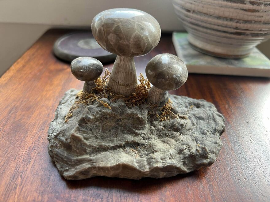 Fossilized mushrooms on a rock display, showcasing interesting fossils with detailed textures and natural preservation.