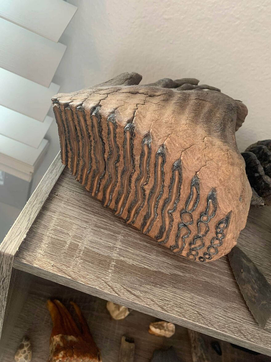 Fossilized mammoth tooth with distinct ridges displayed on a wooden shelf among other interesting fossils.