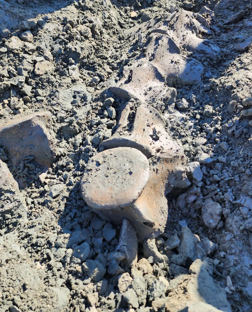 Large fossilized bone partially unearthed in rocky soil, showcasing an interesting fossil discovery in natural excavation.