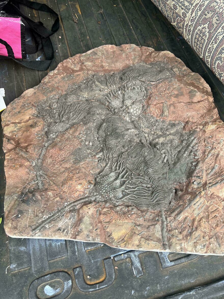 Large fossil with intricate details of ancient marine life preserved in rock, showcasing patterns of interesting fossils.