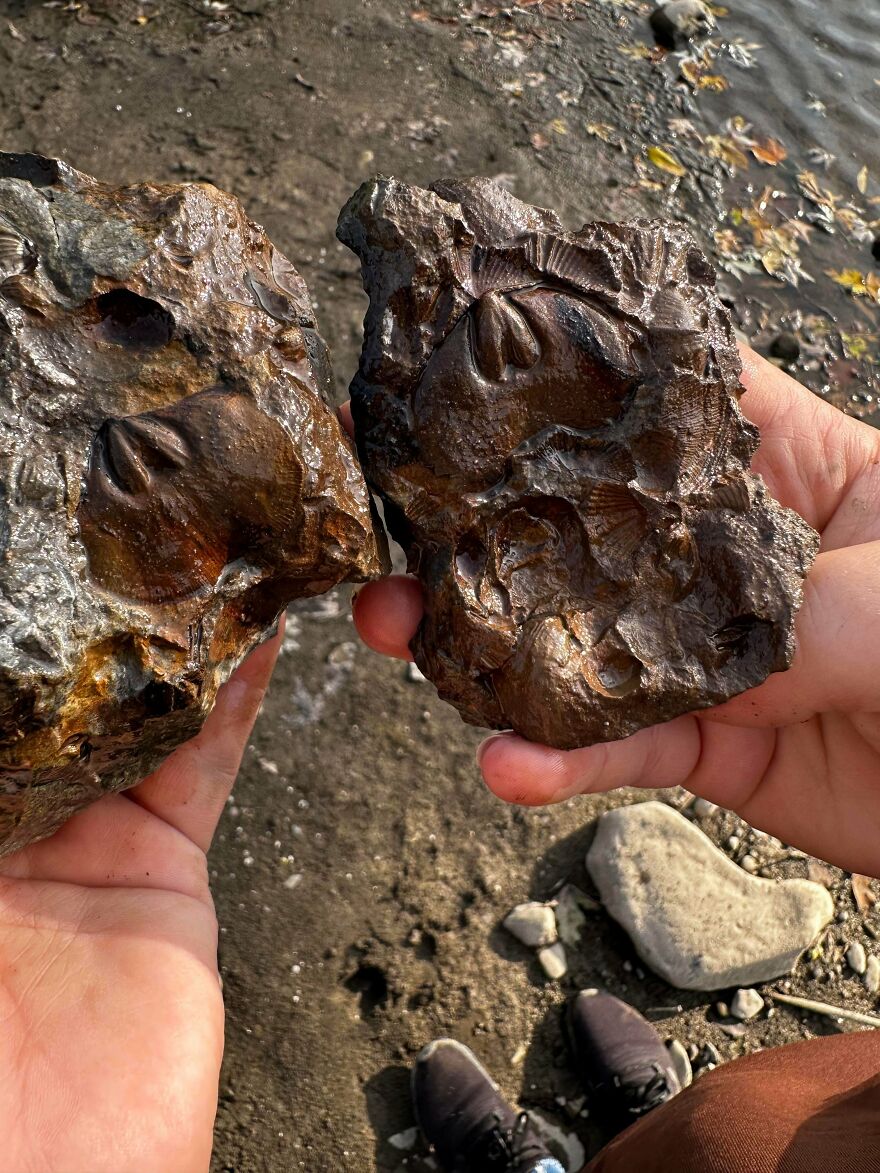 Hands holding two interesting fossils with detailed imprints near a rocky shoreline, showcasing natural fossil textures.